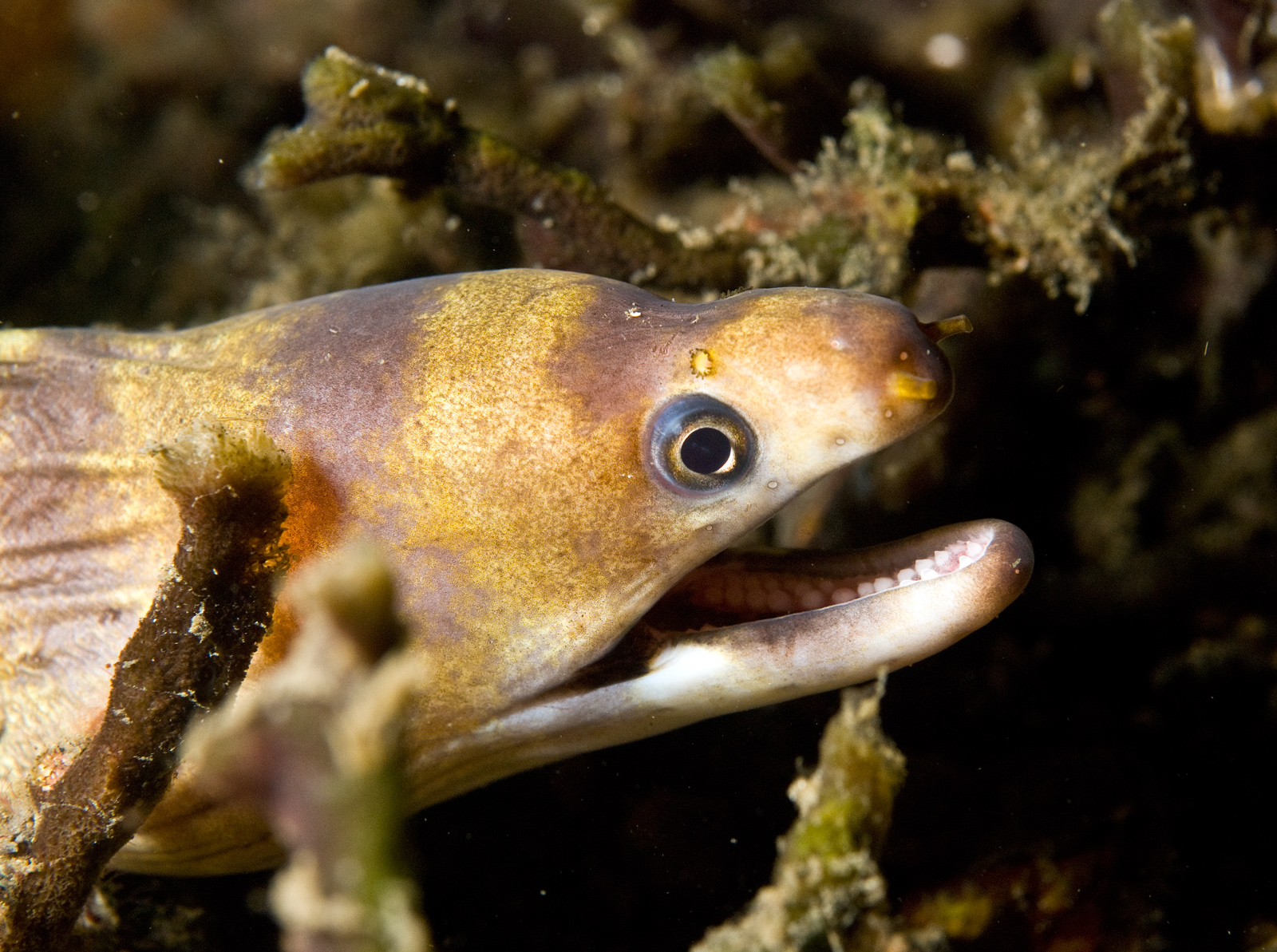 Gymnothorax rueppellii (Murena testa gialla)